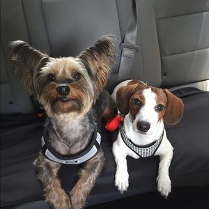 Meet your Posher, Paula